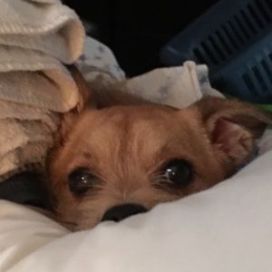 Meet your Posher, Melinda